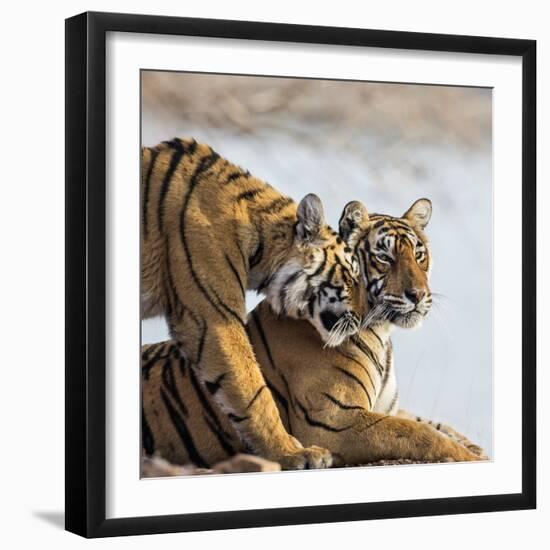 India, Rajasthan, Ranthambhore. a Female Bengal Tiger Is Greeted by One of Her One-Year-Old Cubs.-Nigel Pavitt-Framed Photographic Print