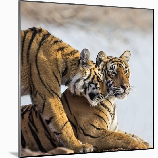 India, Rajasthan, Ranthambhore. a Female Bengal Tiger Is Greeted by One of Her One-Year-Old Cubs.-Nigel Pavitt-Mounted Photographic Print