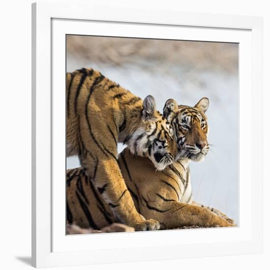 India, Rajasthan, Ranthambhore. a Female Bengal Tiger Is Greeted by One of Her One-Year-Old Cubs.-Nigel Pavitt-Framed Photographic Print