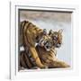 India, Rajasthan, Ranthambhore. a Female Bengal Tiger Is Greeted by One of Her One-Year-Old Cubs.-Nigel Pavitt-Framed Photographic Print