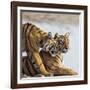 India, Rajasthan, Ranthambhore. a Female Bengal Tiger Is Greeted by One of Her One-Year-Old Cubs.-Nigel Pavitt-Framed Photographic Print