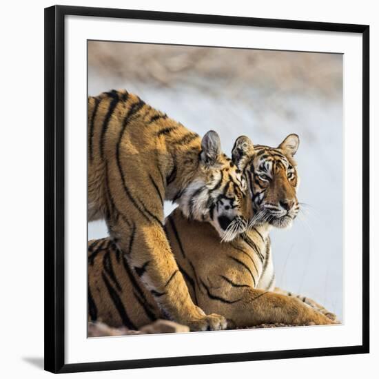 India, Rajasthan, Ranthambhore. a Female Bengal Tiger Is Greeted by One of Her One-Year-Old Cubs.-Nigel Pavitt-Framed Photographic Print
