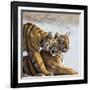 India, Rajasthan, Ranthambhore. a Female Bengal Tiger Is Greeted by One of Her One-Year-Old Cubs.-Nigel Pavitt-Framed Photographic Print