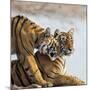 India, Rajasthan, Ranthambhore. a Female Bengal Tiger Is Greeted by One of Her One-Year-Old Cubs.-Nigel Pavitt-Mounted Photographic Print