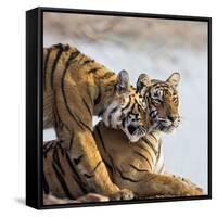India, Rajasthan, Ranthambhore. a Female Bengal Tiger Is Greeted by One of Her One-Year-Old Cubs.-Nigel Pavitt-Framed Stretched Canvas