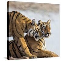 India, Rajasthan, Ranthambhore. a Female Bengal Tiger Is Greeted by One of Her One-Year-Old Cubs.-Nigel Pavitt-Stretched Canvas