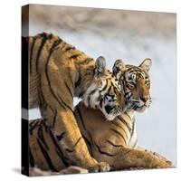 India, Rajasthan, Ranthambhore. a Female Bengal Tiger Is Greeted by One of Her One-Year-Old Cubs.-Nigel Pavitt-Stretched Canvas