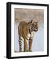 India, Rajasthan, Ranthambhore. a Female Bengal Tiger Stares Intently after Calling Her Cubs.-Nigel Pavitt-Framed Photographic Print