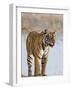 India, Rajasthan, Ranthambhore. a Female Bengal Tiger Stares Intently after Calling Her Cubs.-Nigel Pavitt-Framed Photographic Print