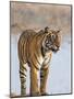 India, Rajasthan, Ranthambhore. a Female Bengal Tiger Stares Intently after Calling Her Cubs.-Nigel Pavitt-Mounted Photographic Print