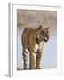 India, Rajasthan, Ranthambhore. a Female Bengal Tiger Stares Intently after Calling Her Cubs.-Nigel Pavitt-Framed Photographic Print