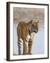 India, Rajasthan, Ranthambhore. a Female Bengal Tiger Stares Intently after Calling Her Cubs.-Nigel Pavitt-Framed Photographic Print