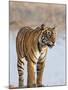 India, Rajasthan, Ranthambhore. a Female Bengal Tiger Stares Intently after Calling Her Cubs.-Nigel Pavitt-Mounted Photographic Print