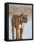India, Rajasthan, Ranthambhore. a Female Bengal Tiger Stares Intently after Calling Her Cubs.-Nigel Pavitt-Framed Stretched Canvas