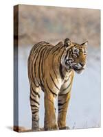 India, Rajasthan, Ranthambhore. a Female Bengal Tiger Stares Intently after Calling Her Cubs.-Nigel Pavitt-Stretched Canvas