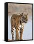 India, Rajasthan, Ranthambhore. a Female Bengal Tiger Stares Intently after Calling Her Cubs.-Nigel Pavitt-Framed Stretched Canvas