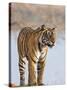 India, Rajasthan, Ranthambhore. a Female Bengal Tiger Stares Intently after Calling Her Cubs.-Nigel Pavitt-Stretched Canvas