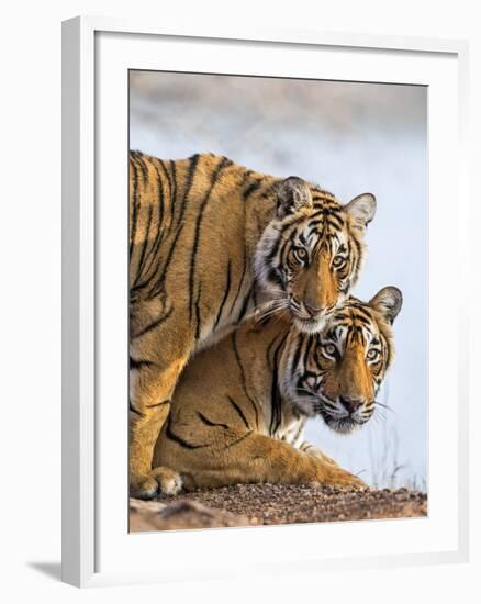 India Rajasthan, Ranthambhore. a Female Bengal Tiger with One of Her One-Year-Old Cubs.-Nigel Pavitt-Framed Photographic Print