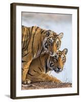 India Rajasthan, Ranthambhore. a Female Bengal Tiger with One of Her One-Year-Old Cubs.-Nigel Pavitt-Framed Photographic Print