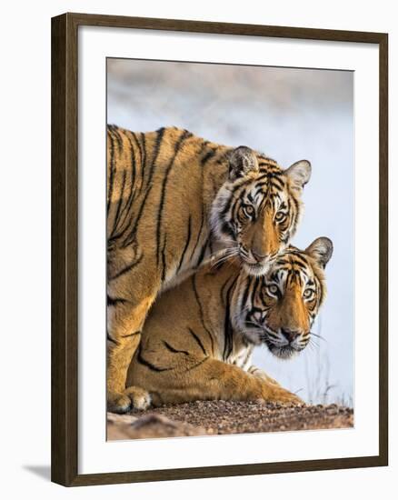 India Rajasthan, Ranthambhore. a Female Bengal Tiger with One of Her One-Year-Old Cubs.-Nigel Pavitt-Framed Photographic Print