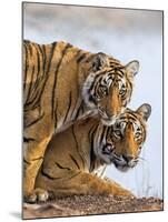 India Rajasthan, Ranthambhore. a Female Bengal Tiger with One of Her One-Year-Old Cubs.-Nigel Pavitt-Mounted Photographic Print