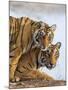 India Rajasthan, Ranthambhore. a Female Bengal Tiger with One of Her One-Year-Old Cubs.-Nigel Pavitt-Mounted Photographic Print