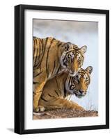 India Rajasthan, Ranthambhore. a Female Bengal Tiger with One of Her One-Year-Old Cubs.-Nigel Pavitt-Framed Photographic Print