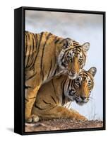 India Rajasthan, Ranthambhore. a Female Bengal Tiger with One of Her One-Year-Old Cubs.-Nigel Pavitt-Framed Stretched Canvas