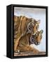 India Rajasthan, Ranthambhore. a Female Bengal Tiger with One of Her One-Year-Old Cubs.-Nigel Pavitt-Framed Stretched Canvas