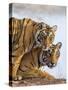 India Rajasthan, Ranthambhore. a Female Bengal Tiger with One of Her One-Year-Old Cubs.-Nigel Pavitt-Stretched Canvas