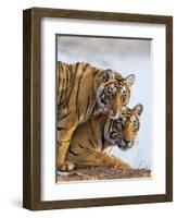 India Rajasthan, Ranthambhore. a Female Bengal Tiger with One of Her One-Year-Old Cubs.-Nigel Pavitt-Framed Photographic Print