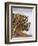 India Rajasthan, Ranthambhore. a Female Bengal Tiger with One of Her One-Year-Old Cubs.-Nigel Pavitt-Framed Photographic Print