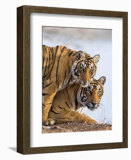 India Rajasthan, Ranthambhore. a Female Bengal Tiger with One of Her One-Year-Old Cubs.-Nigel Pavitt-Framed Photographic Print