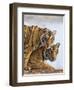 India Rajasthan, Ranthambhore. a Female Bengal Tiger with One of Her One-Year-Old Cubs.-Nigel Pavitt-Framed Photographic Print