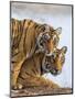 India Rajasthan, Ranthambhore. a Female Bengal Tiger with One of Her One-Year-Old Cubs.-Nigel Pavitt-Mounted Photographic Print