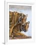 India Rajasthan, Ranthambhore. a Female Bengal Tiger with One of Her One-Year-Old Cubs.-Nigel Pavitt-Framed Photographic Print