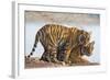 India, Rajasthan, Ranthambhore. a Female Bengal Tiger with One of Her One-Year-Old Cubs.-Nigel Pavitt-Framed Photographic Print