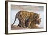 India, Rajasthan, Ranthambhore. a Female Bengal Tiger with One of Her One-Year-Old Cubs.-Nigel Pavitt-Framed Photographic Print