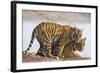 India, Rajasthan, Ranthambhore. a Female Bengal Tiger with One of Her One-Year-Old Cubs.-Nigel Pavitt-Framed Photographic Print