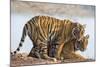 India, Rajasthan, Ranthambhore. a Female Bengal Tiger with One of Her One-Year-Old Cubs.-Nigel Pavitt-Mounted Photographic Print