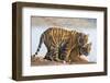 India, Rajasthan, Ranthambhore. a Female Bengal Tiger with One of Her One-Year-Old Cubs.-Nigel Pavitt-Framed Photographic Print