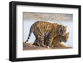 India, Rajasthan, Ranthambhore. a Female Bengal Tiger with One of Her One-Year-Old Cubs.-Nigel Pavitt-Framed Photographic Print