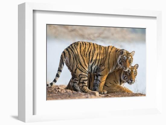 India, Rajasthan, Ranthambhore. a Female Bengal Tiger with One of Her One-Year-Old Cubs.-Nigel Pavitt-Framed Photographic Print