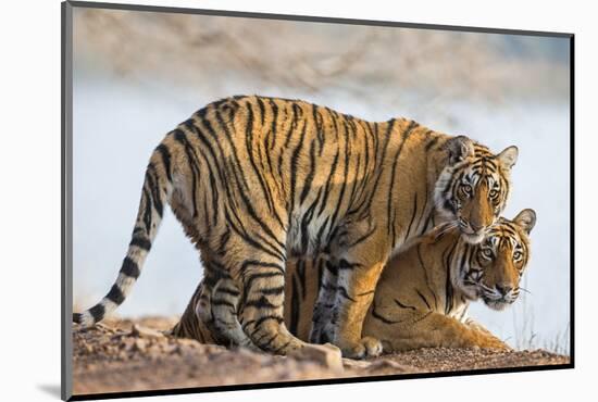 India, Rajasthan, Ranthambhore. a Female Bengal Tiger with One of Her One-Year-Old Cubs.-Nigel Pavitt-Mounted Photographic Print