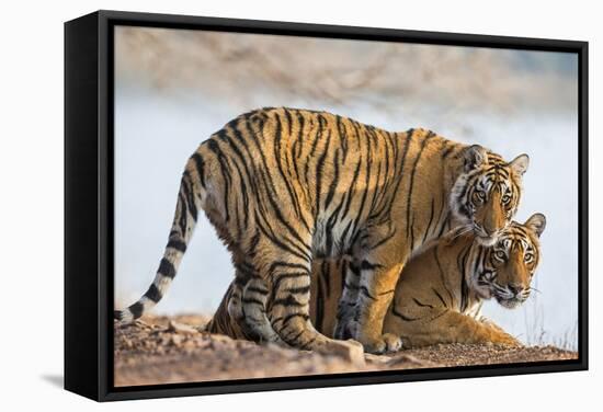 India, Rajasthan, Ranthambhore. a Female Bengal Tiger with One of Her One-Year-Old Cubs.-Nigel Pavitt-Framed Stretched Canvas