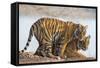 India, Rajasthan, Ranthambhore. a Female Bengal Tiger with One of Her One-Year-Old Cubs.-Nigel Pavitt-Framed Stretched Canvas
