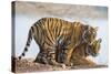 India, Rajasthan, Ranthambhore. a Female Bengal Tiger with One of Her One-Year-Old Cubs.-Nigel Pavitt-Stretched Canvas