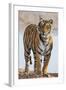 India, Rajasthan, Ranthambhore. a Female Bengal Tiger.-Nigel Pavitt-Framed Photographic Print