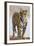 India, Rajasthan, Ranthambhore. a Female Bengal Tiger.-Nigel Pavitt-Framed Photographic Print