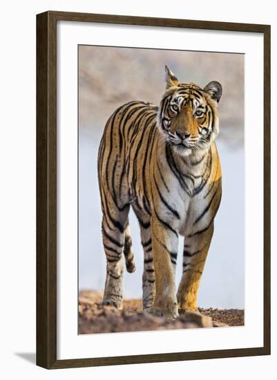 India, Rajasthan, Ranthambhore. a Female Bengal Tiger.-Nigel Pavitt-Framed Photographic Print